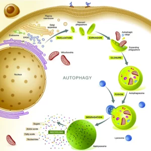 аутофагия