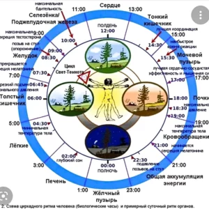 biologicheskije ritmi