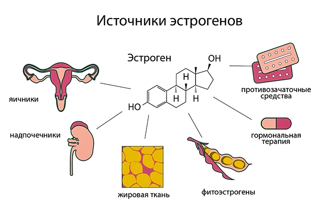 источники эстрогенов